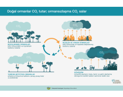 Doğal ormanlar CO₂ tutar; ormansızlaşma CO₂ salar